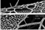 Inconel 718 Turbine Disc Forging: How Process Parameters Control Microstructure and 650 °C Performance